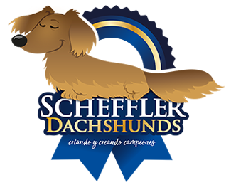 Scheffler Dachshunds