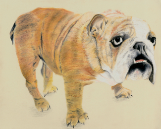 Bulldog