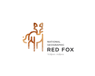 RED FOX / National Geographic