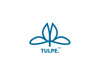 Tulpe