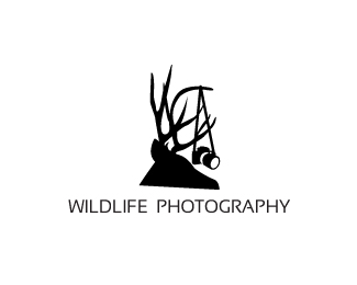 Wildlife Photography