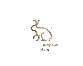 European Hare