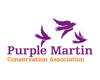 Purple Martin